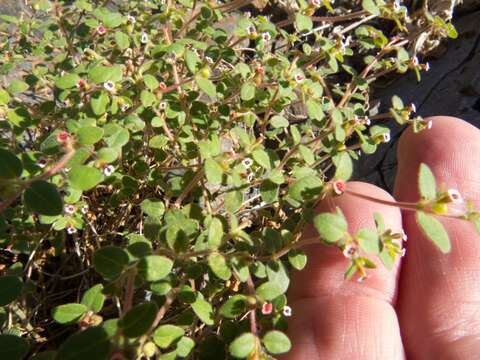 Imagem de Euphorbia arizonica Engelm.