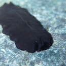 Image of black flatworm