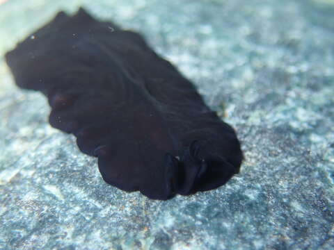 Image of black flatworm