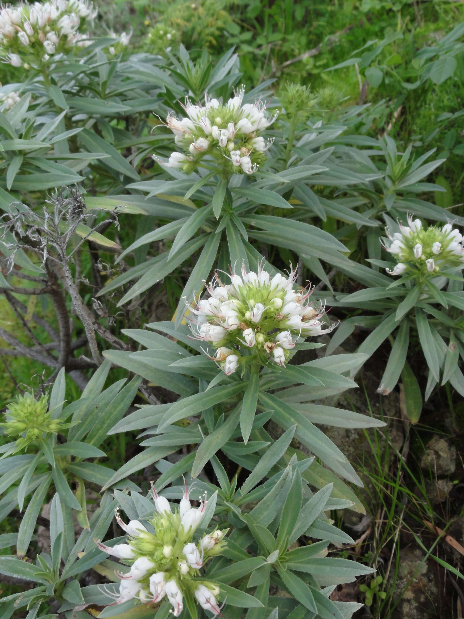 Plancia ëd Echium brevirame Sprague & Hutchinson