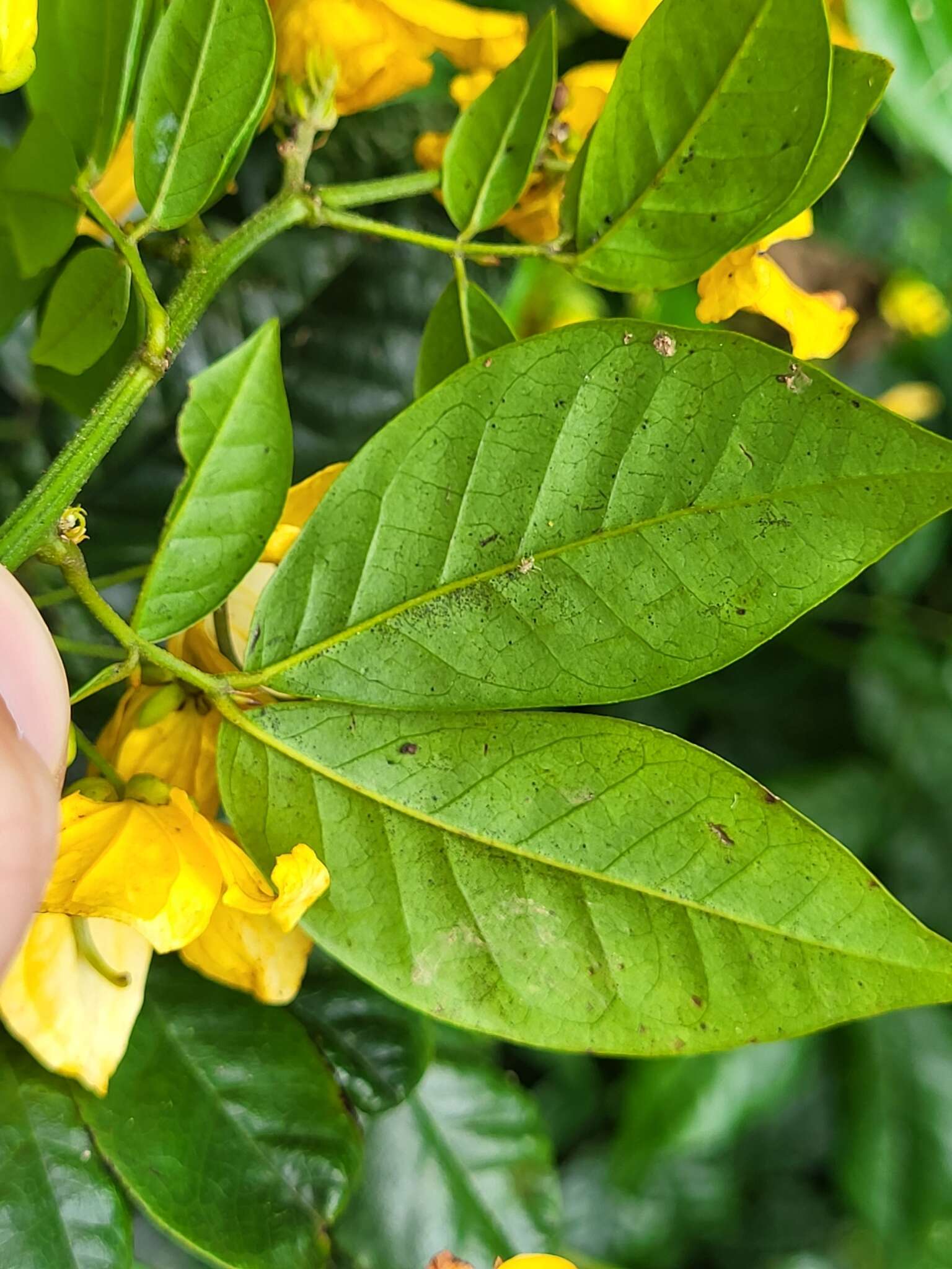 Senna nitida (Rich.) H. S. Irwin & Barneby resmi