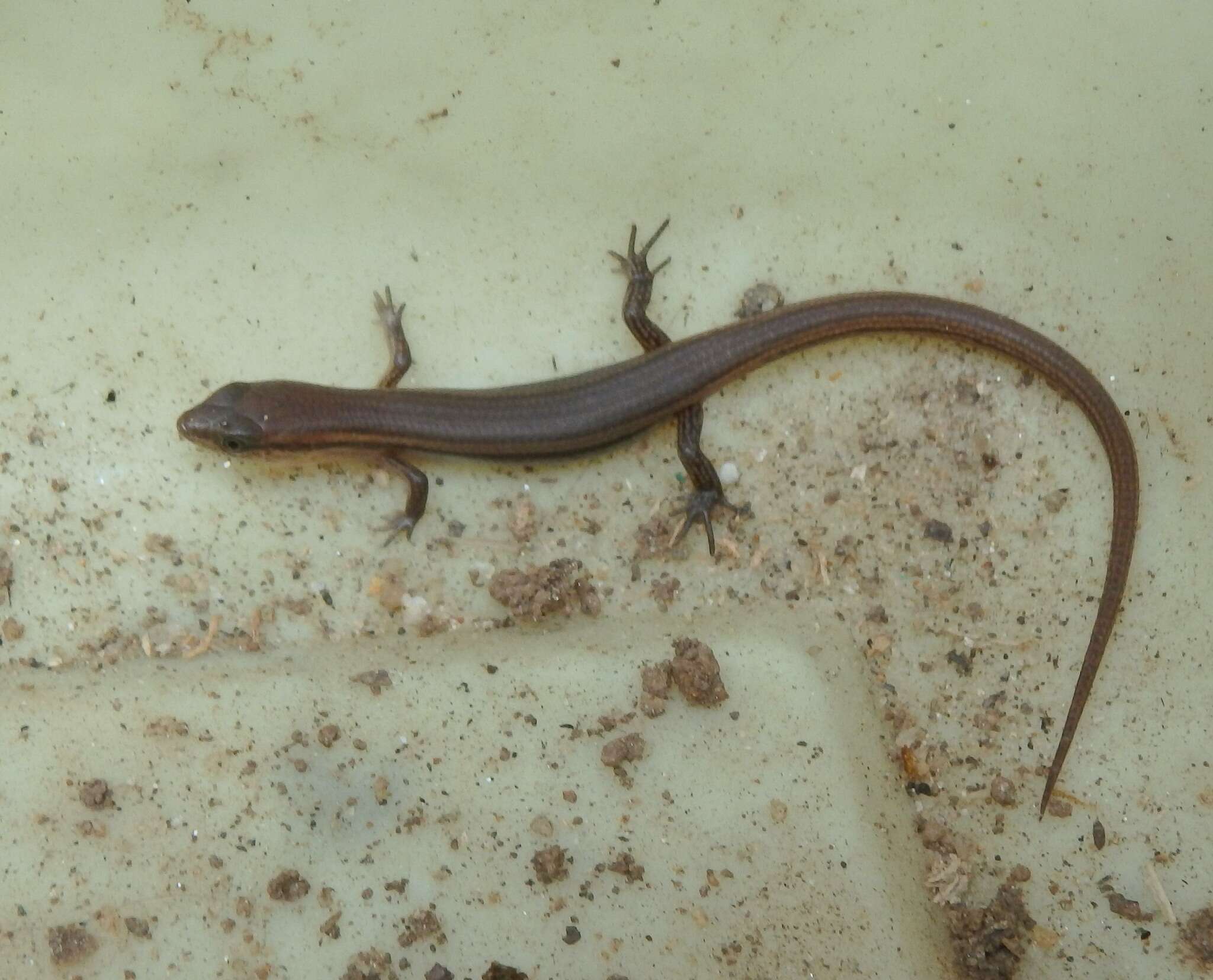 Image of Peters' Tree Skink