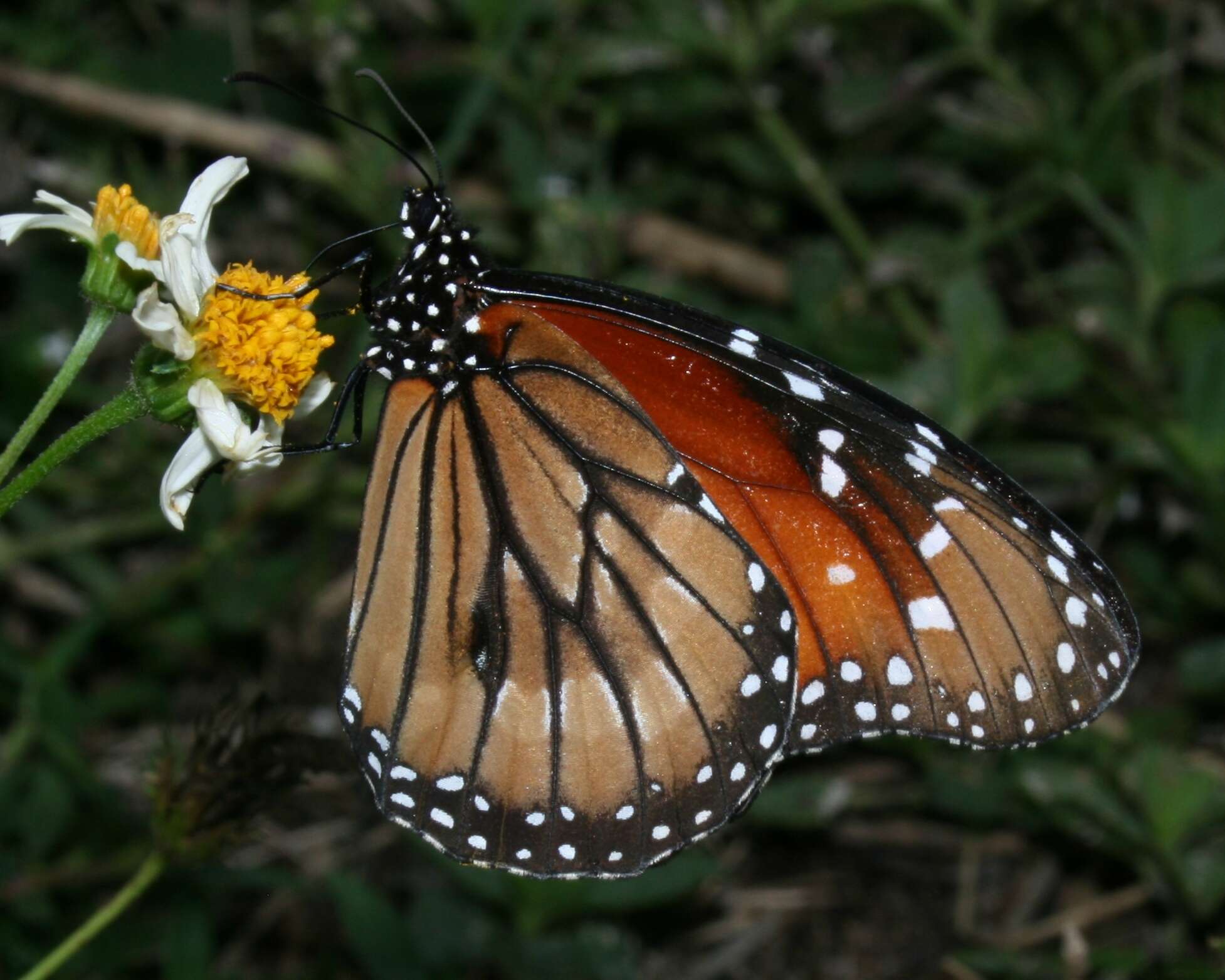 Image of Danaus (Anosia) eresimus subsp. tethys Forbes 1943