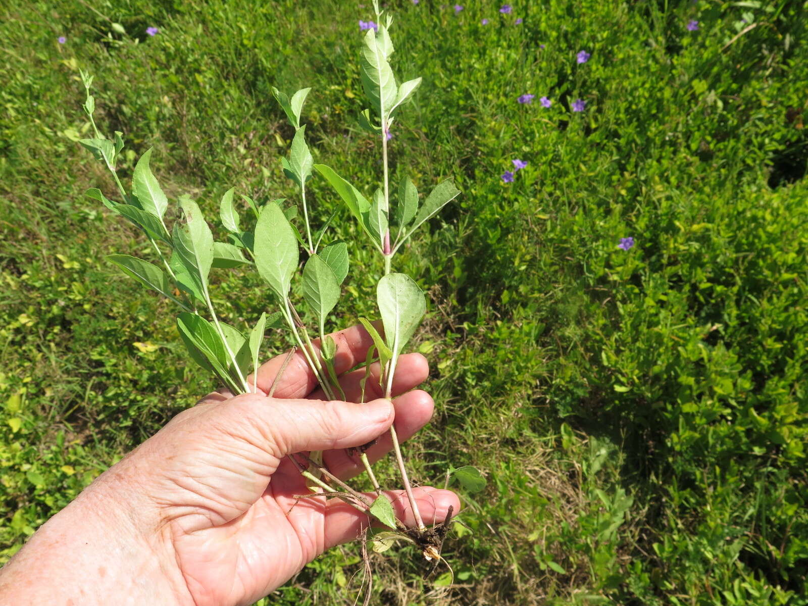 صورة Ruellia nudiflora var. nudiflora