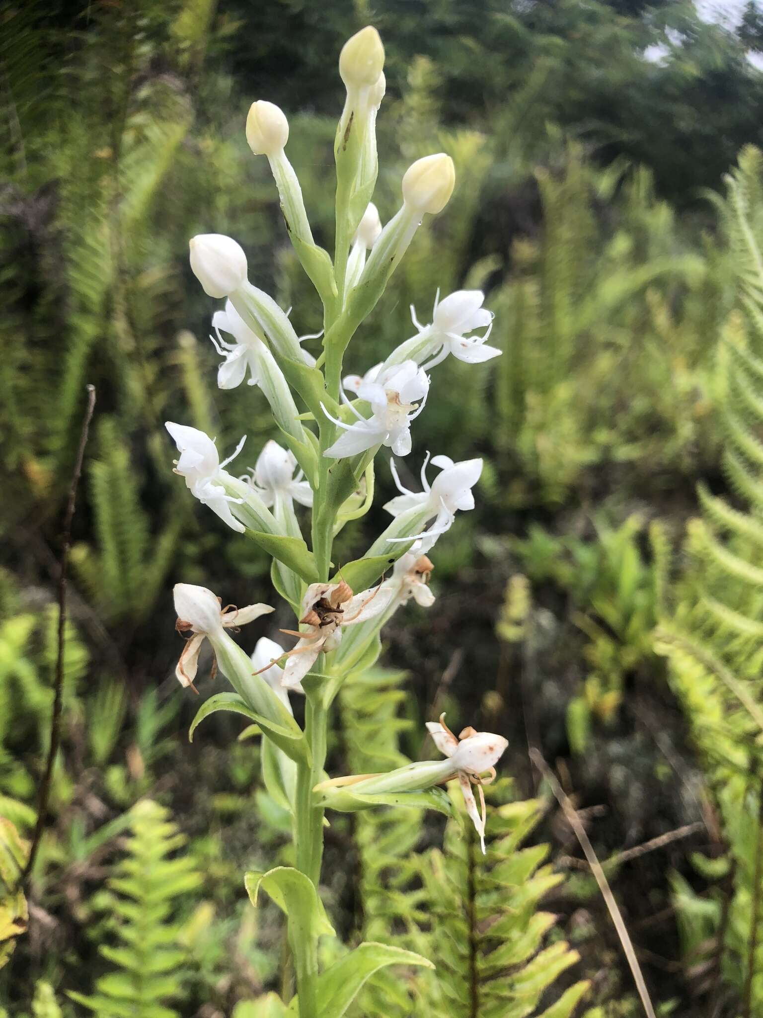 Слика од Habenaria monorrhiza (Sw.) Rchb. fil.