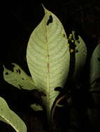 Image of Psychotria sylvivaga Standl.