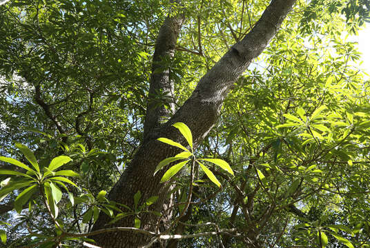 Image of Quinine tree