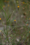 Image of Tagetes subulata Cerv.