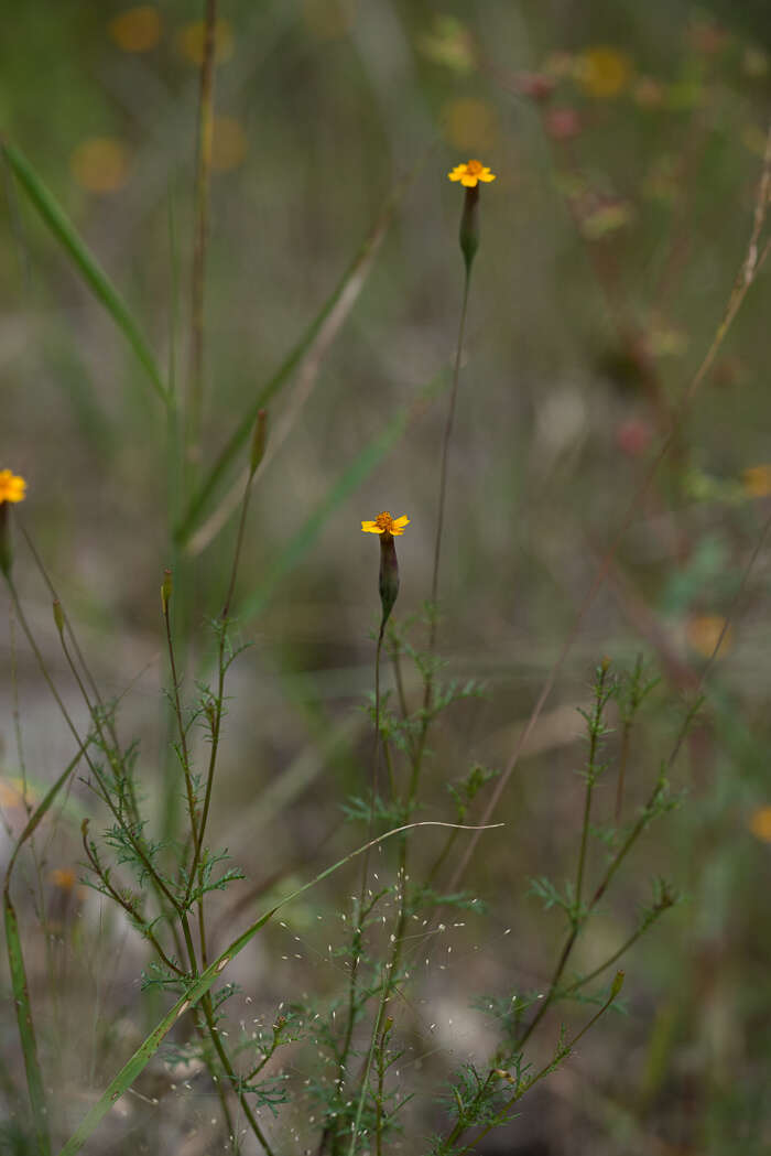 Image of Tagetes subulata Cerv.