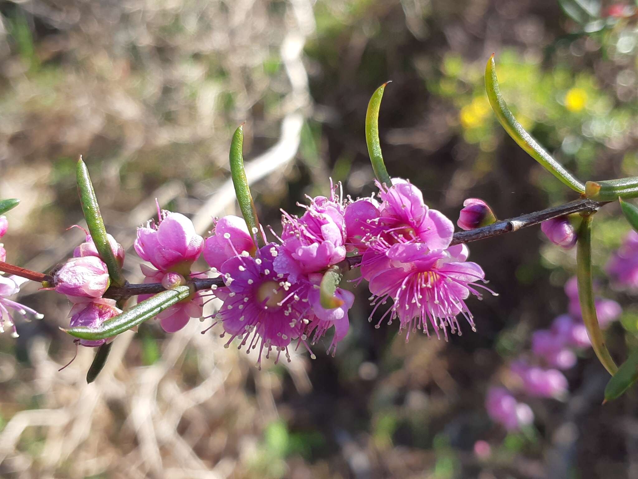 Hypocalymma robustum (Endl.) Lindl. resmi