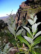 Image of Cirsium latifolium Lowe