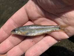 Image of Suckermouth Minnow