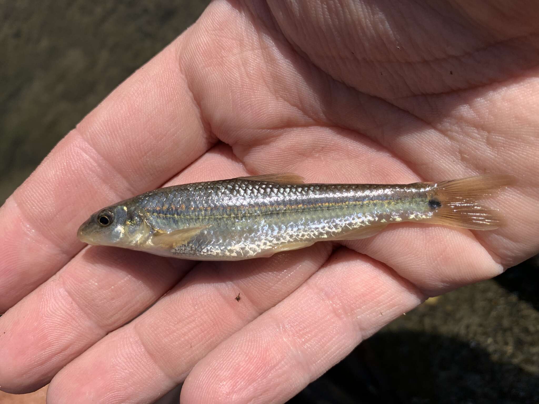 suckermouth minnow