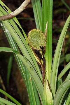 Image of Scrub breadfruit