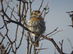 Image of Caatinga Puffbird