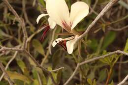 Image of Pelargonium tetragonum (L. fil.) L'Her.