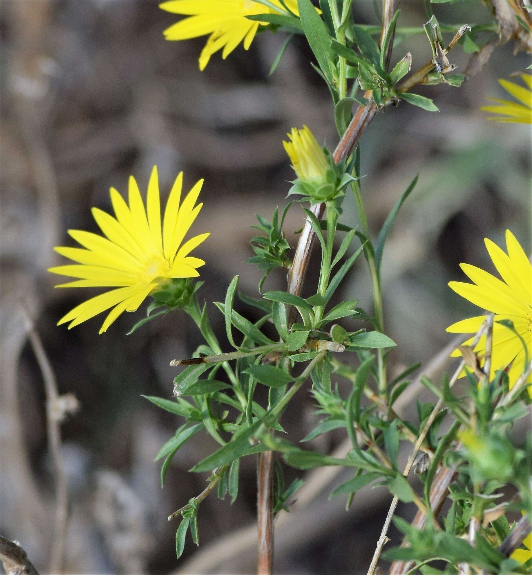 Image of Drummond's sleepydaisy