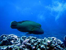 Image of Giant Wrasse