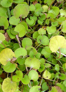 Image of Centella uniflora (Col.) Nannf.