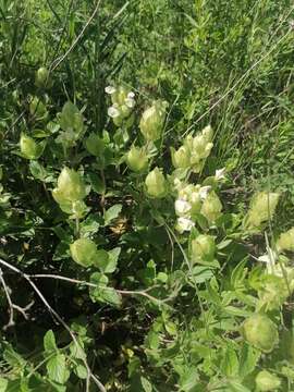 Scutellaria supina L.的圖片