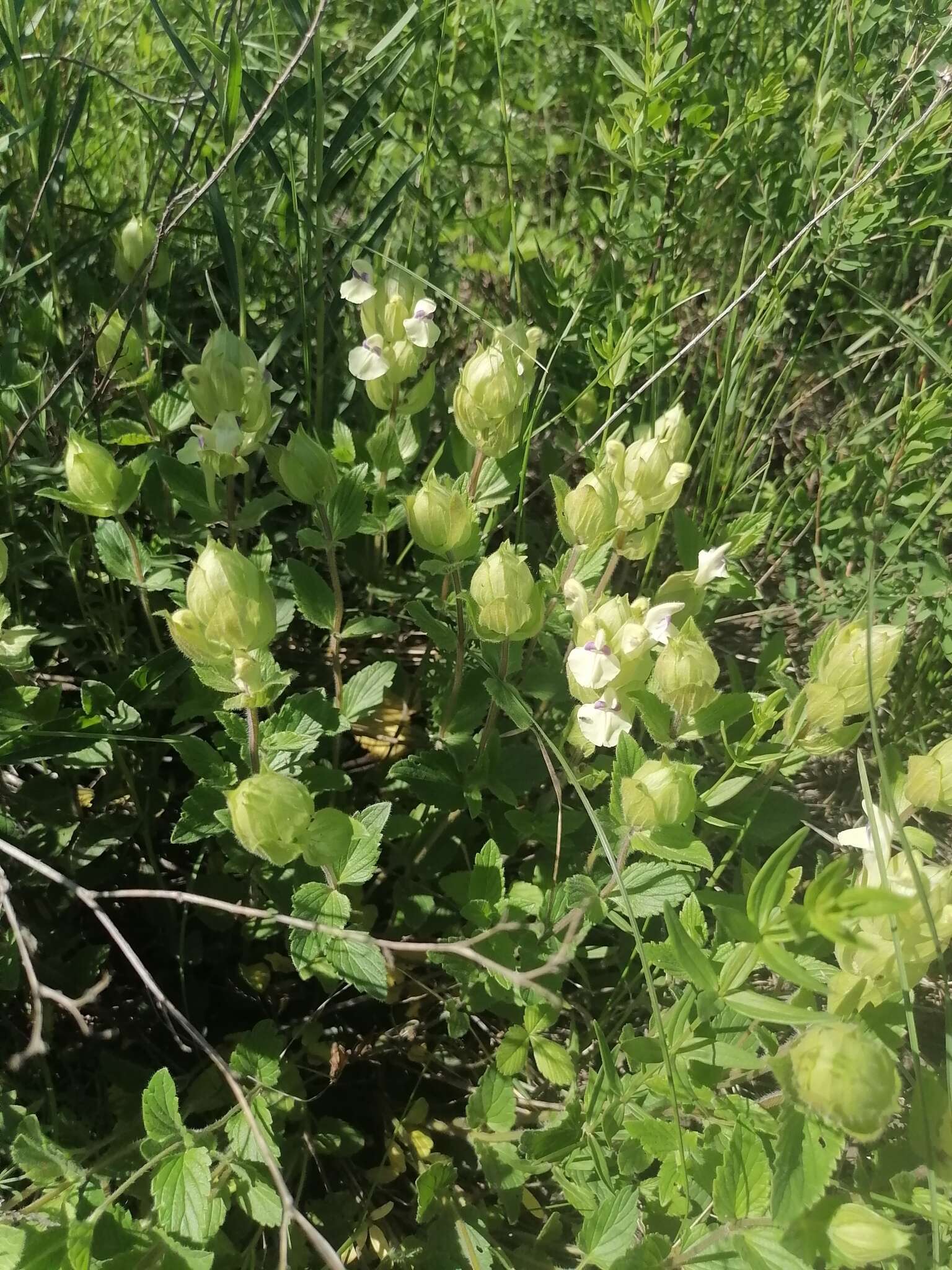 Scutellaria supina L.的圖片