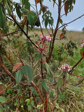 Слика од Monochaetum multiflorum (Bonpl.) Naud.