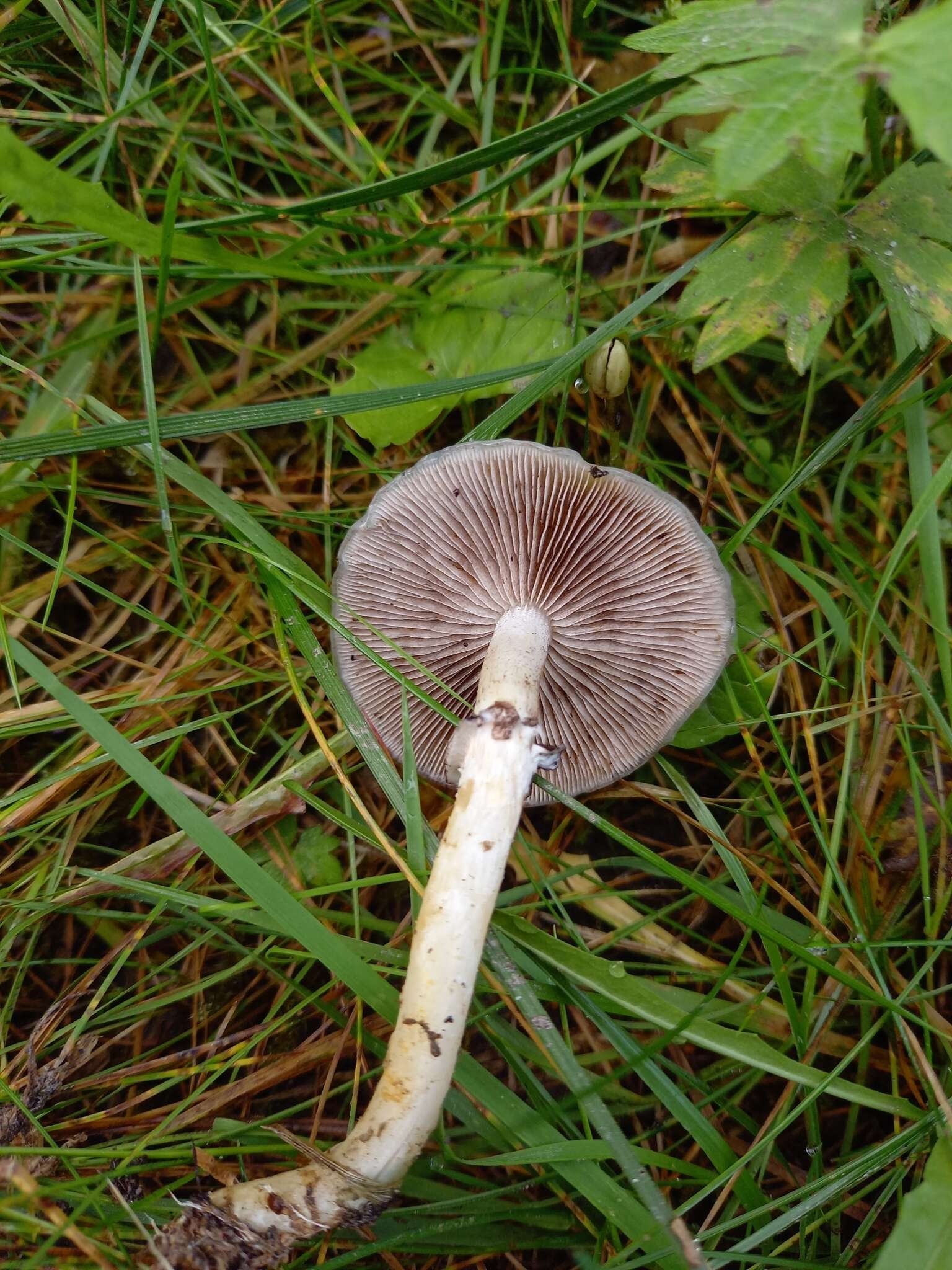 Imagem de Stropharia albonitens (Fr.) Quél. 1875