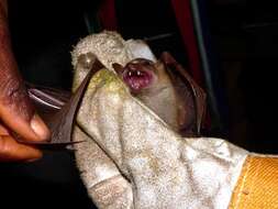 Image of Zenker's Fruit Bat