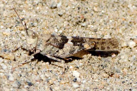 Trimerotropis pallidipennis (Burmeister & H. 1838) resmi