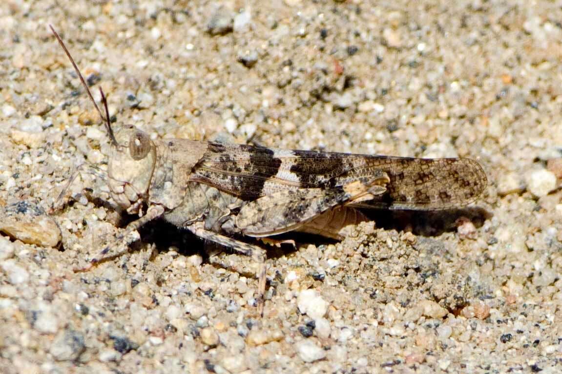 Image of Pallid-winged Grasshopper