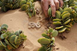 Image of Dwarf Puff Adder