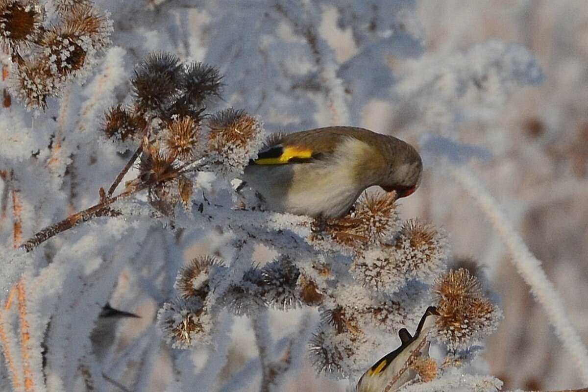 Carduelis carduelis caniceps Vigors 1831的圖片