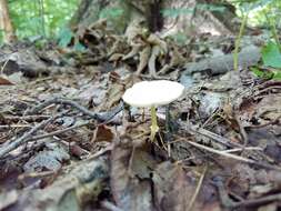 Image of Leucocoprinus flavescens (Morgan) H. V. Sm. 1981