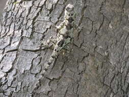 Image of Black-nosed Lizard