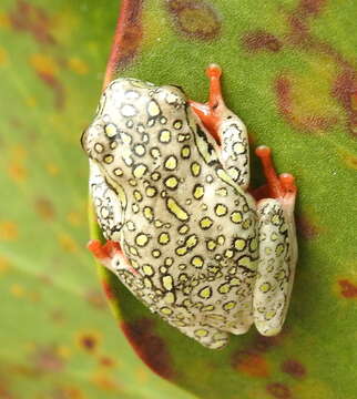 Image of Marbled Reed Frog