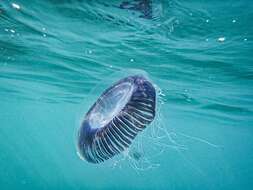 Image of crystal jelly