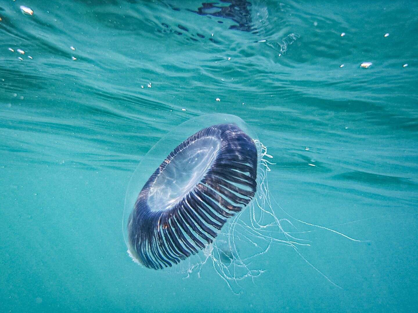 Image of crystal jelly