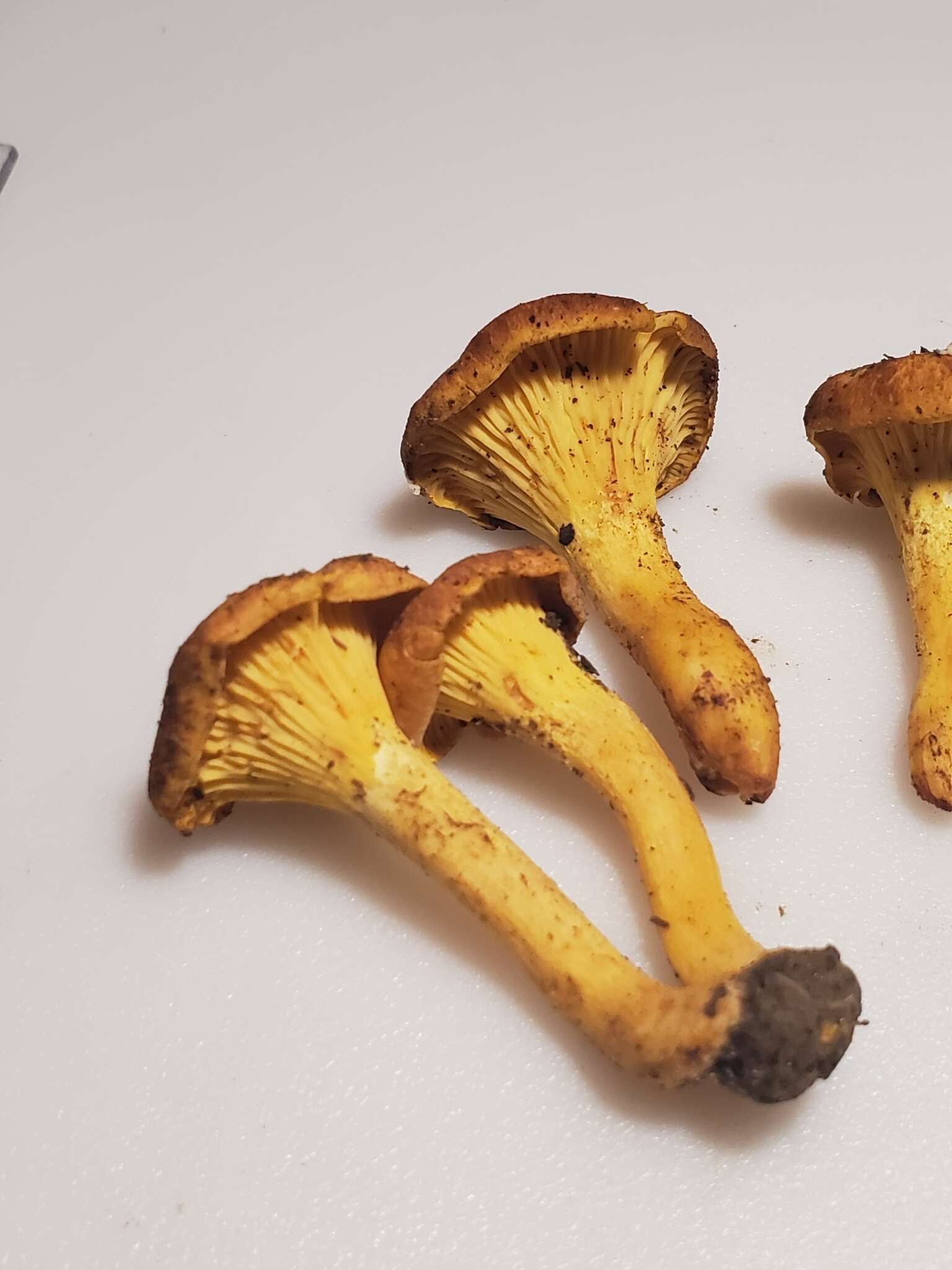 Plancia ëd Cantharellus lewisii Buyck & V. Hofst. 2011