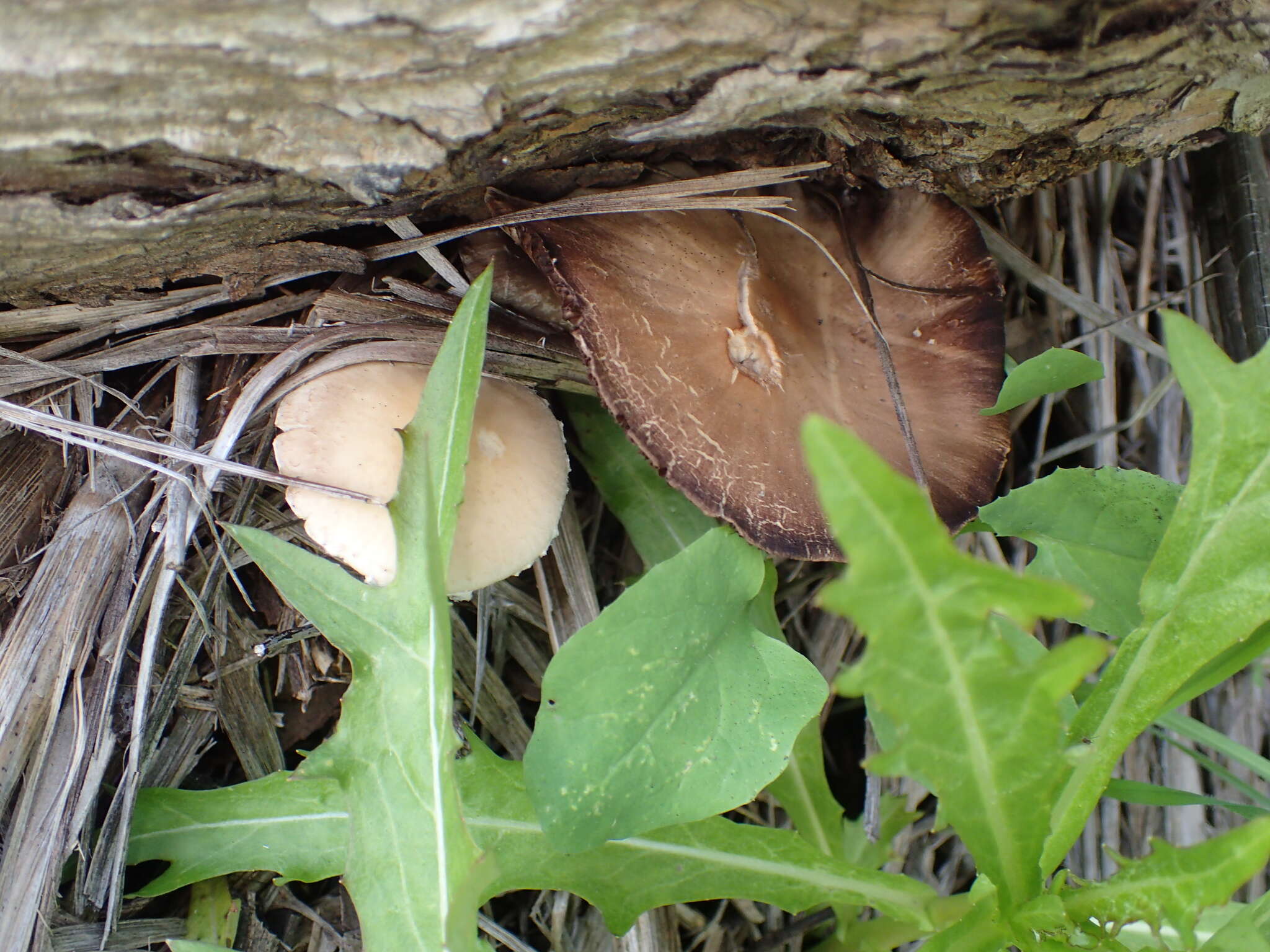 Image of Candolleomyces candolleanus (Fr.) D. Wächt. & A. Melzer