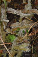 Image of black rabbitsfoot fern