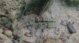 Image de Amblygobius stethophthalmus (Bleeker 1851)