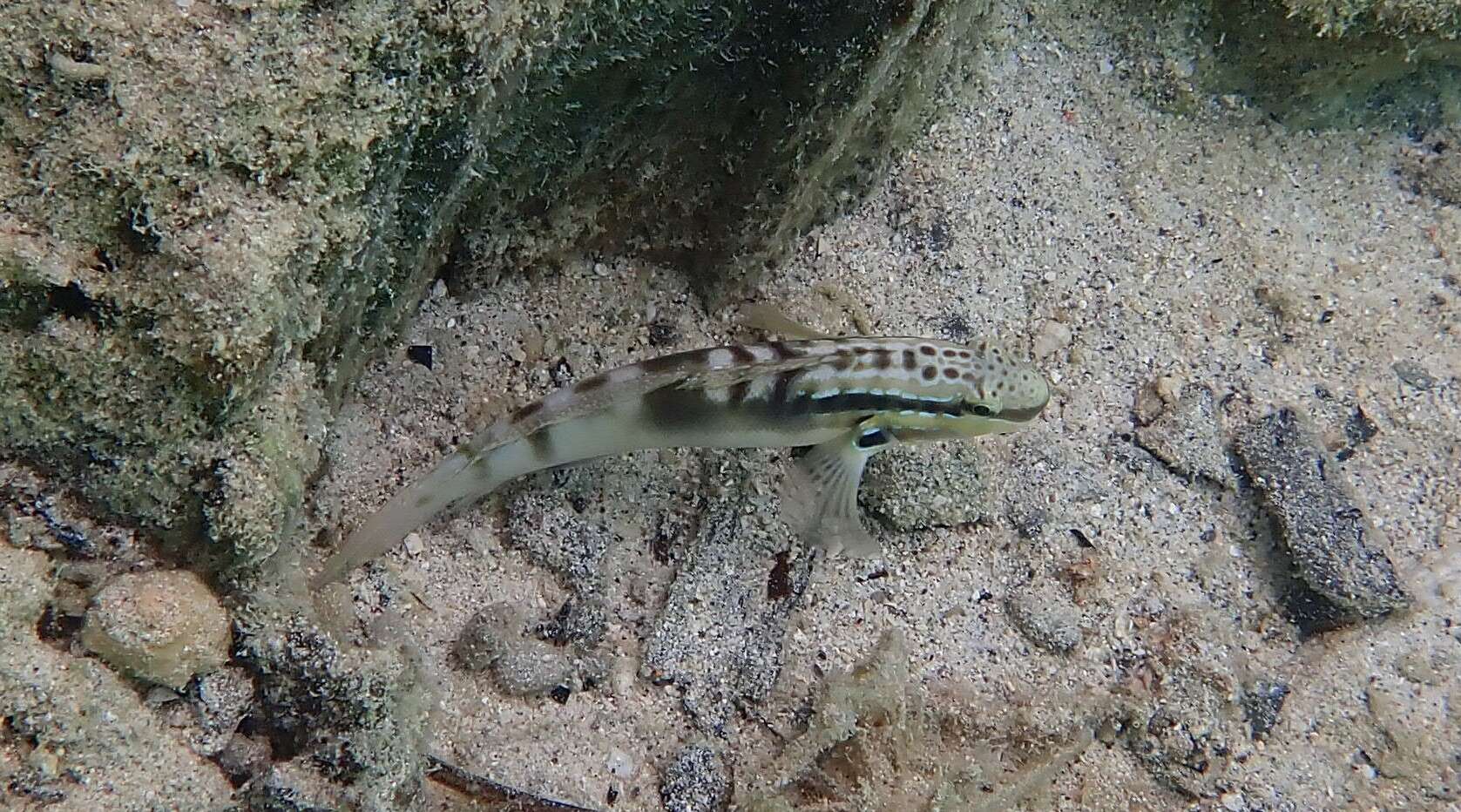 صورة Amblygobius stethophthalmus (Bleeker 1851)