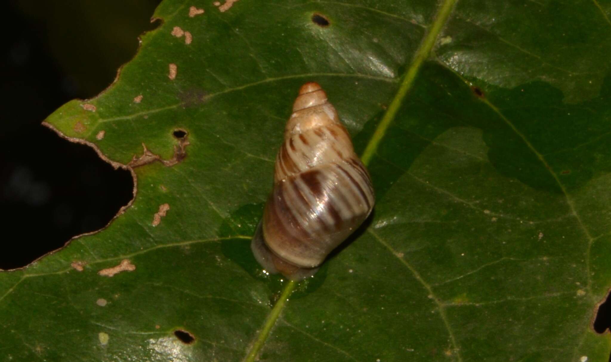 Sivun Leiostracus demerarensis kuva