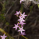 Image of Calytrix decandra DC.