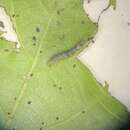 Image of walnut leaf miner