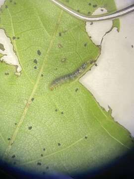 Image of walnut leaf miner