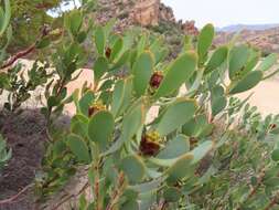 Image of Leucadendron loranthifolium (Salisb. ex Knight) I. Williams