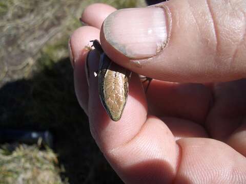 Image of Eyres skink