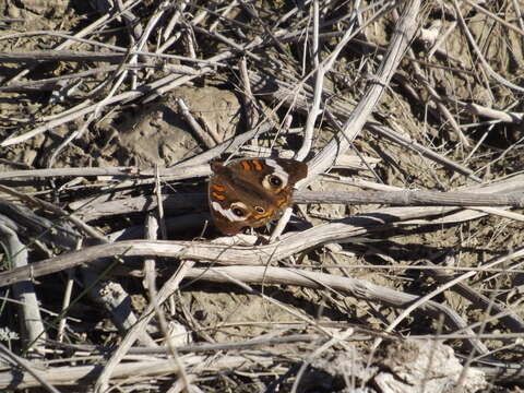 Image of Common buckeye