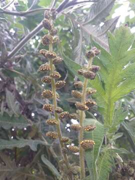 Image of Ambrosia arborescens Mill.